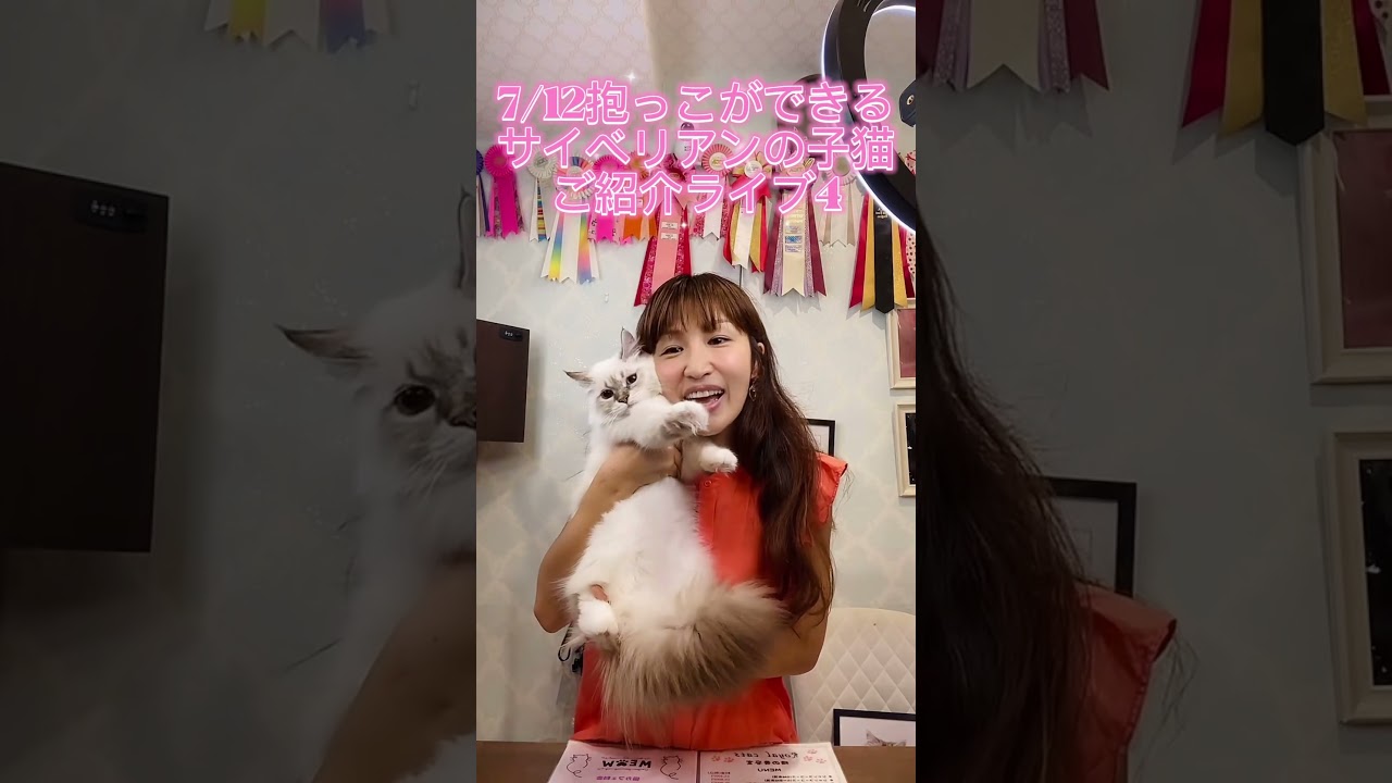 最高の#サイベリアン をお迎えするならサイベリアン専門店のロイヤルキャッツ❣️抱っこができる #子ネコ がご家族様をお待ちしてます#ペットショップ