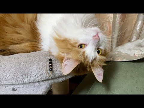 ゴロゴロ猫タイム【マリー（メインクーン）】