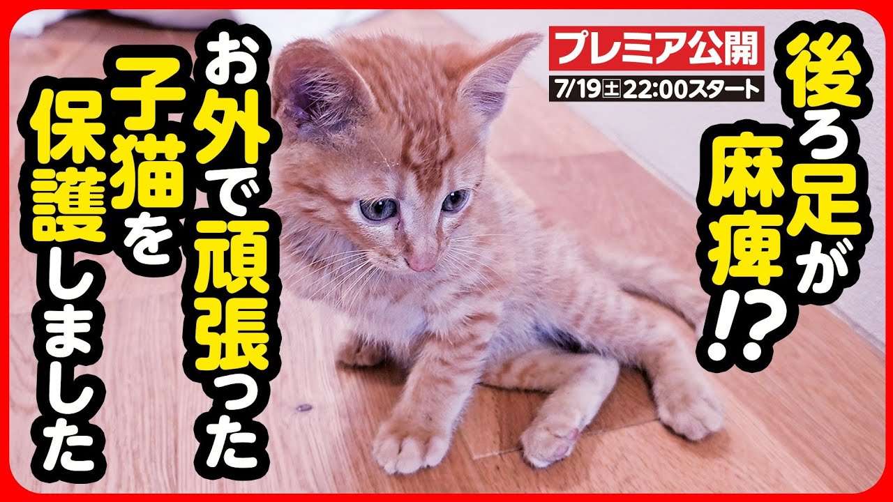 【子猫 保護】後ろ足が麻痺してる...？？お外でひとり頑張ってきた子猫を保護しました