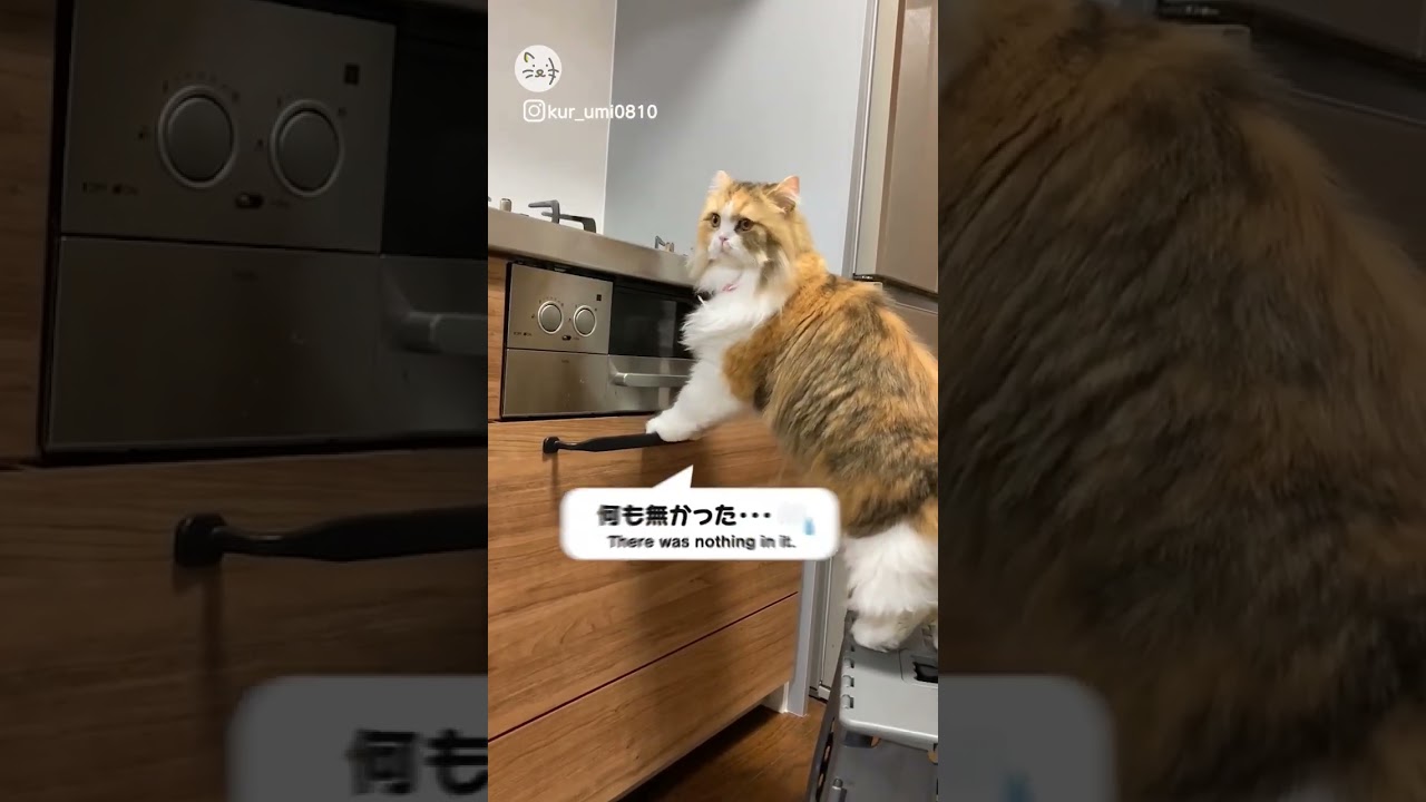 覗いてみたけど！I took a peek🐈 #猫王国 #ラガマフィン #猫のいる暮らし #cat