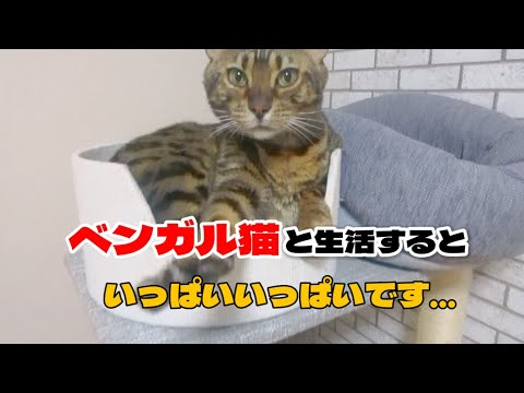 【ベンガル猫】ベンガル猫と生活するといっぱいいっぱいです…