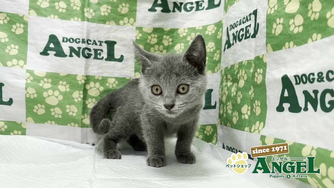 シャルトリュー 2507043 【ペットショップエンゼル　子犬・子猫販売】