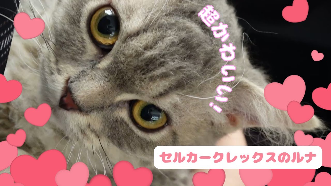 初めまして✨セルカークレックスのルナくん🐱