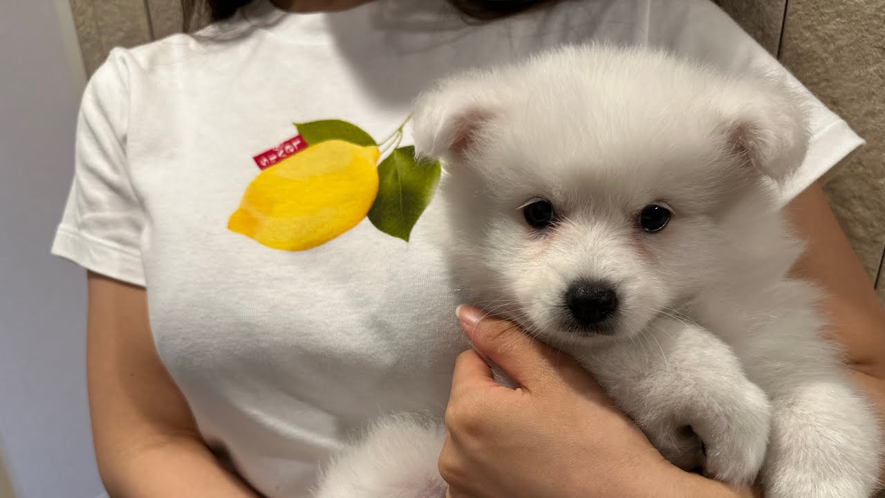 我が家に家族が増えました！【メインクーン】【日本スピッツ】