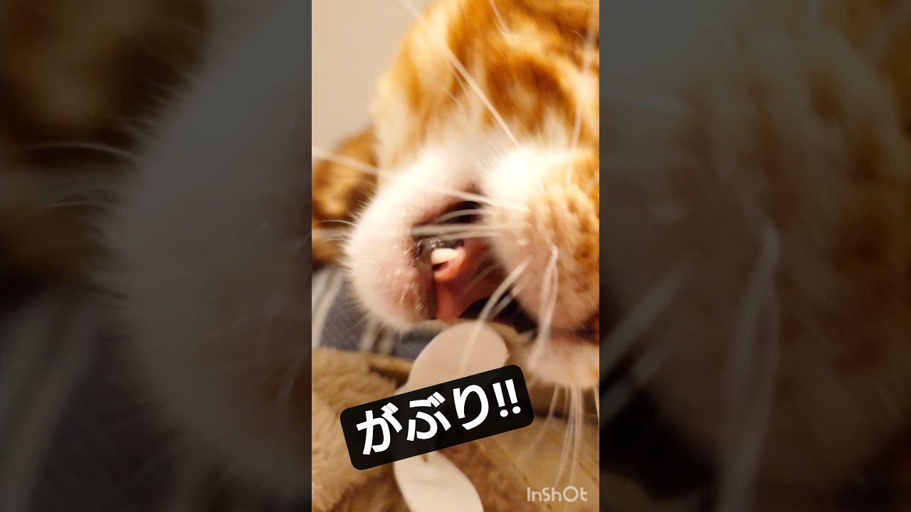 【暴れん坊ベンガル猫】がぶりとしてしまうぞ！ #ベンガル 様のお通り〜 #ねこ #猫のいる暮らし #cat #保護猫 #youtube #猫のいる生活