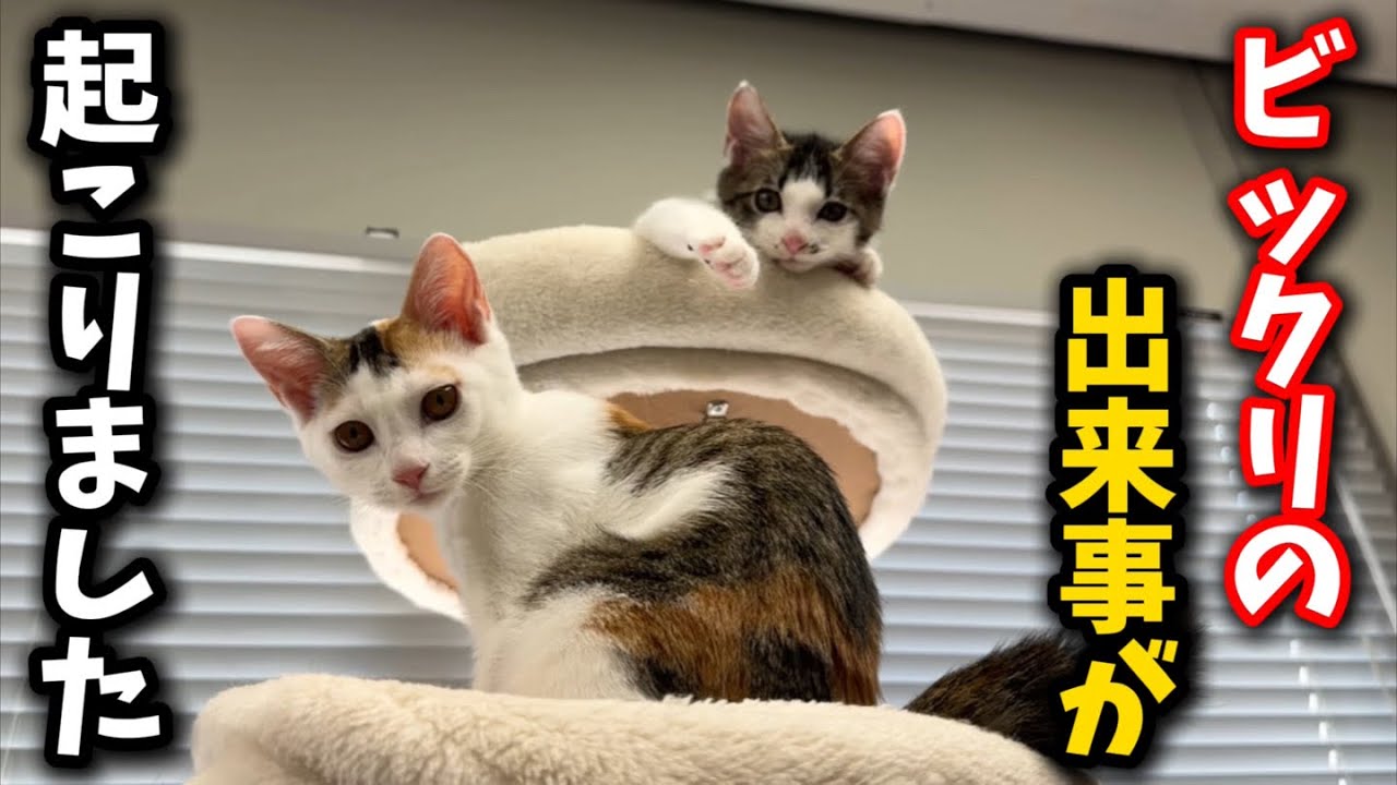 子猫の譲渡日に本当に驚いた出来事が起こりました