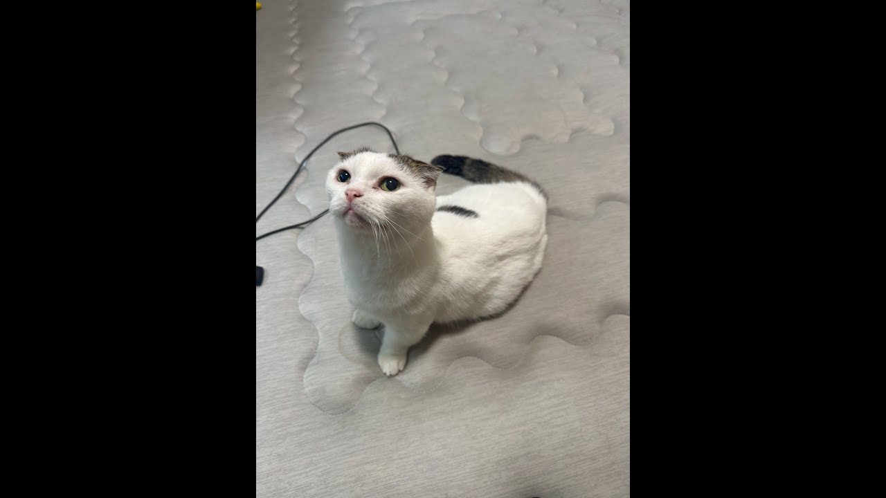 猫ライブ配信🐱かいちゃん🐱ハチワレ猫🐱202500718at Live streaming #猫 #ねこ  #かいちゃん  #猫ライブ #live