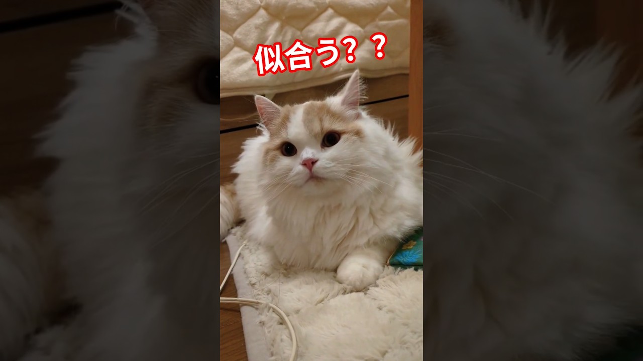 問題☝️#猫 #スコティッシュフォールド #cat #shorts