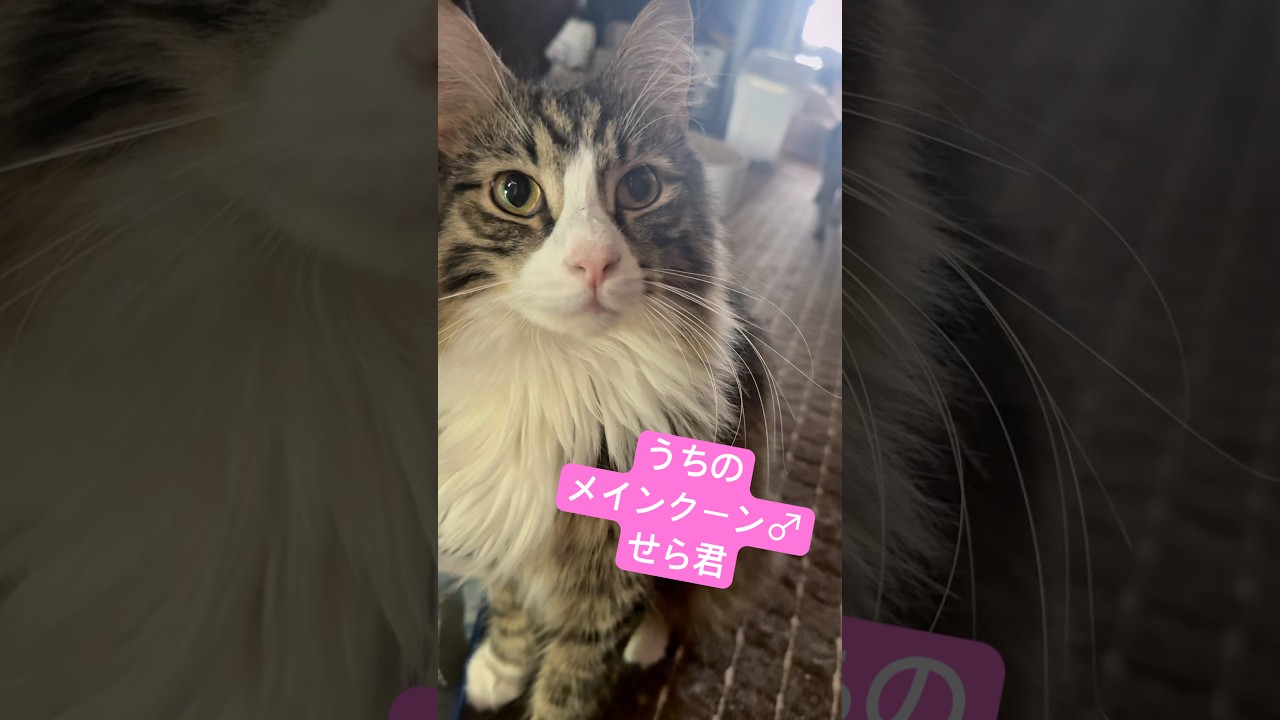 メインクーンの鳴き声が可愛いすぎるから聞いてみて欲しい#猫#メインクーン