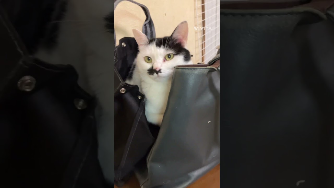 保護猫ナナちゃんやっぱりそこがいいのね…