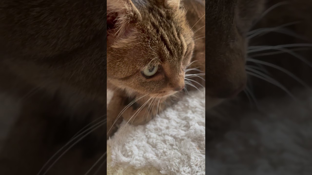 #猫#cat #きじとら猫 #日本猫