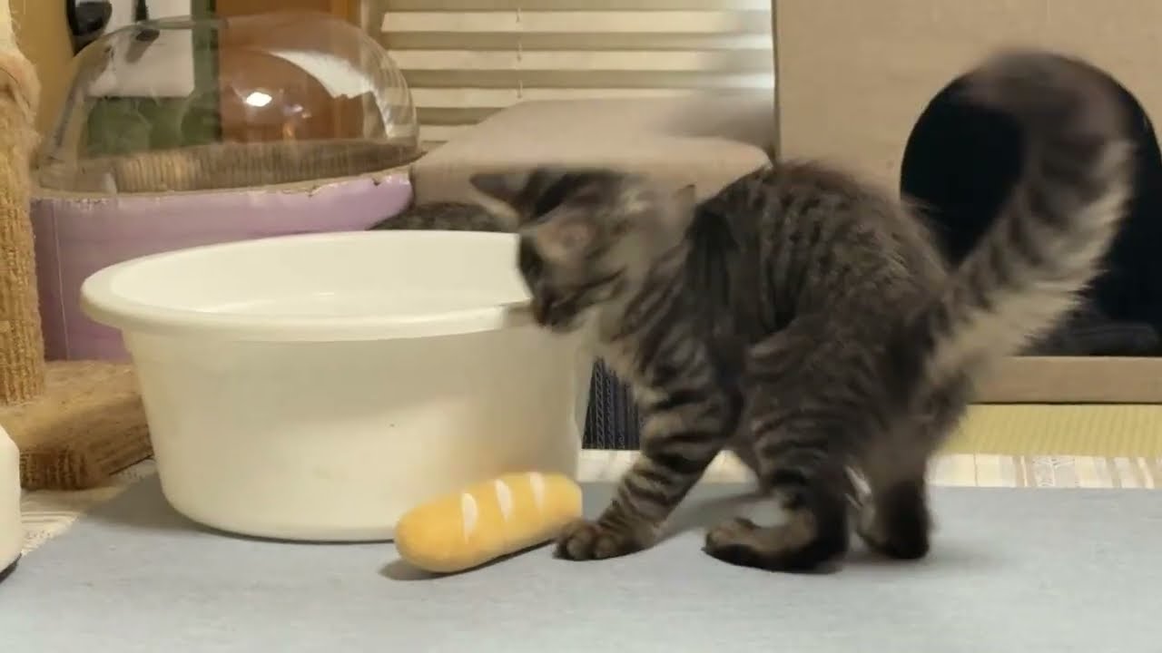引っ越してきた子猫たちとの和室ライブ
