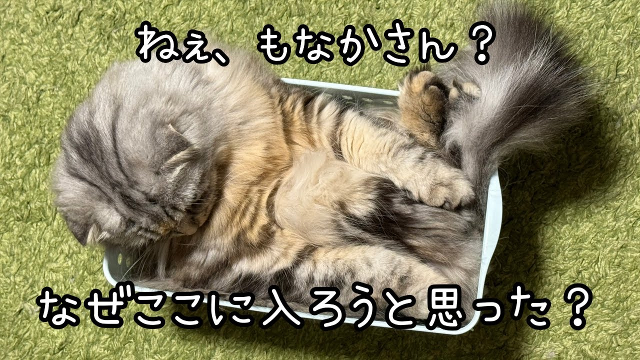 【猫動画】なぜここに入ろうと思った？【 #スコティッシュフォールド 】