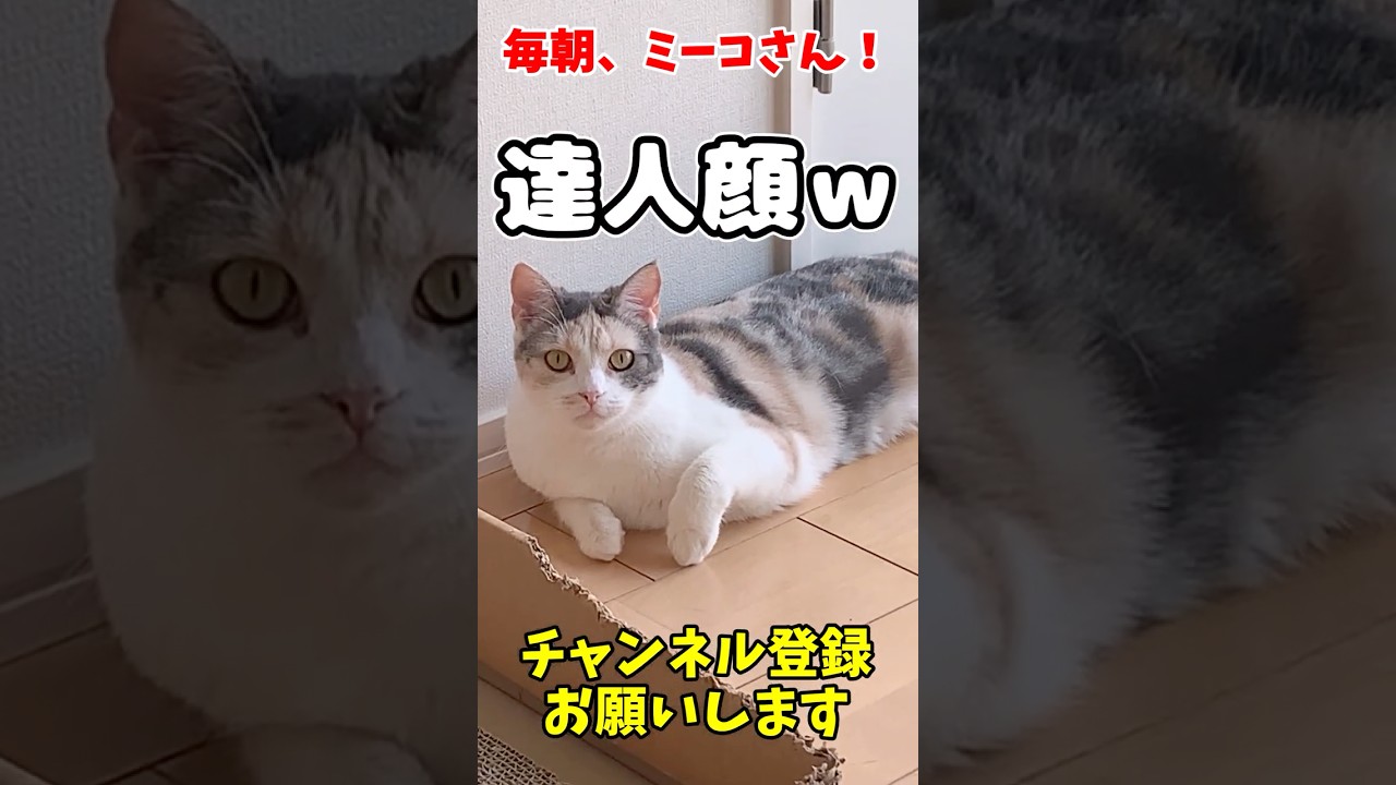 ミーコさんは太鼓の達人！？ #毎朝ミーコさん #猫のいる暮らし
