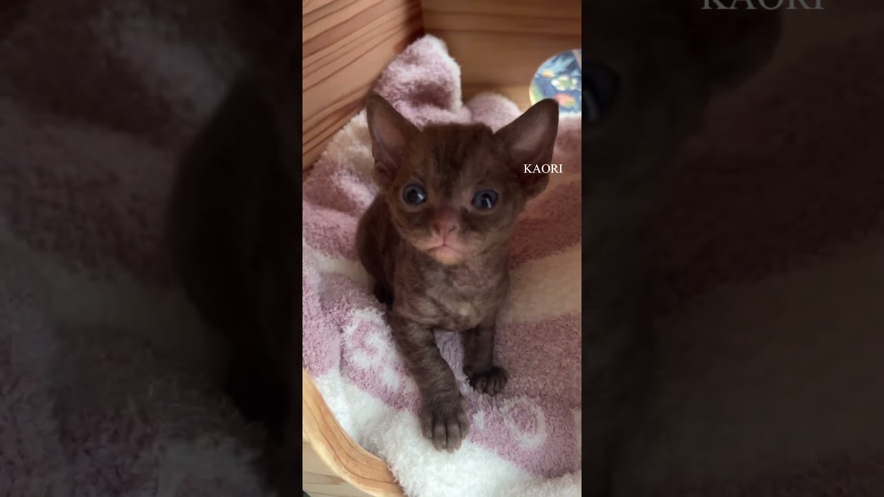 デボンレックス子猫(毛色：チョコレート、性別：男の子、誕生日：2023年7月23日) #ご家族募集中  #デボンレックス #devonrex #德文卷毛猫 #デボンレックスキャッテリー #海外血統
