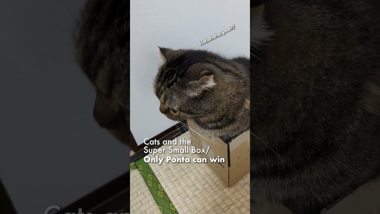 猫と超小さい箱／ポンタしか勝たん