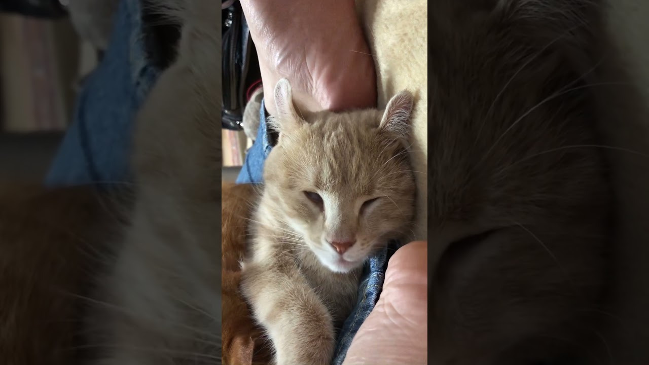 【アメリカンカール】謎の音　#Shorts　#猫　#睡眠