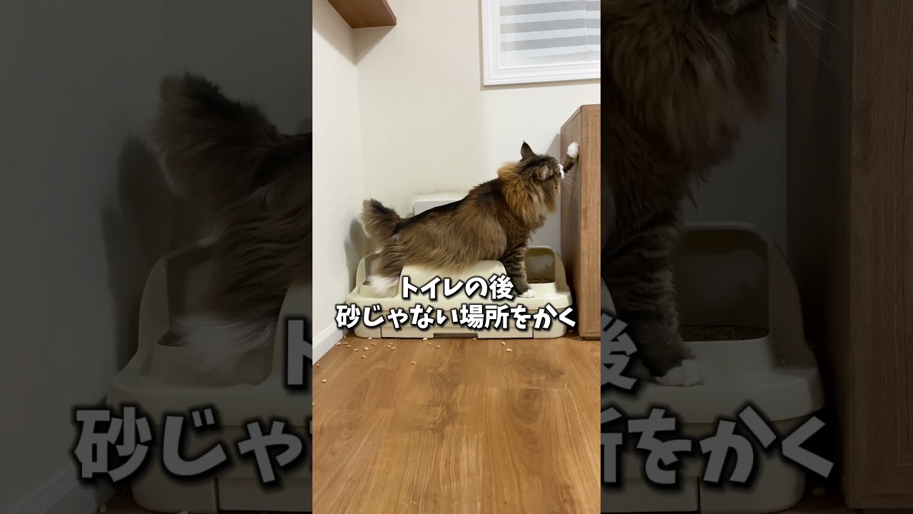 ノルウェージャンあるある第３弾！　 #猫 #cat #ねこ#ノルウェージャン #ノルウェージャンフォレストキャット #北欧猫