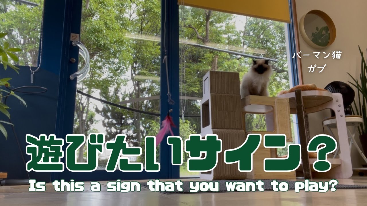 バーマン猫ガブ【遊びたいサイン？】Is this a sign that you want to play?（バーマン猫）Birman/Cat