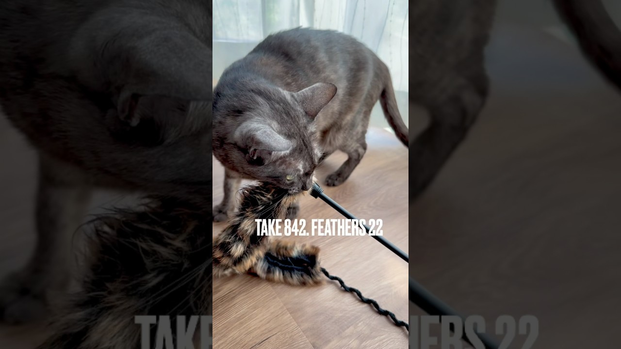 #猫じゃらし 咥えて #鳴く猫#猫鳴き声 #egyptianmaucat #エジプシャンマウ #エジプシャンマウスモーク #エジプシャンマウの仲間たち #shorts