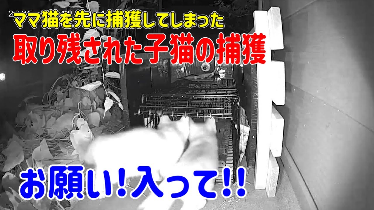 取り残された子猫3匹兄妹の捕獲に入りました