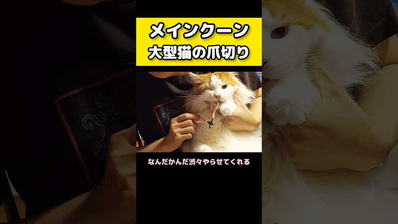 メインクーンの爪切り #メインクーン #猫 #猫のいる暮らし#cat #mainecoon #catlover​  #catshorts​ #cute​ #cutecat​ #fyp​