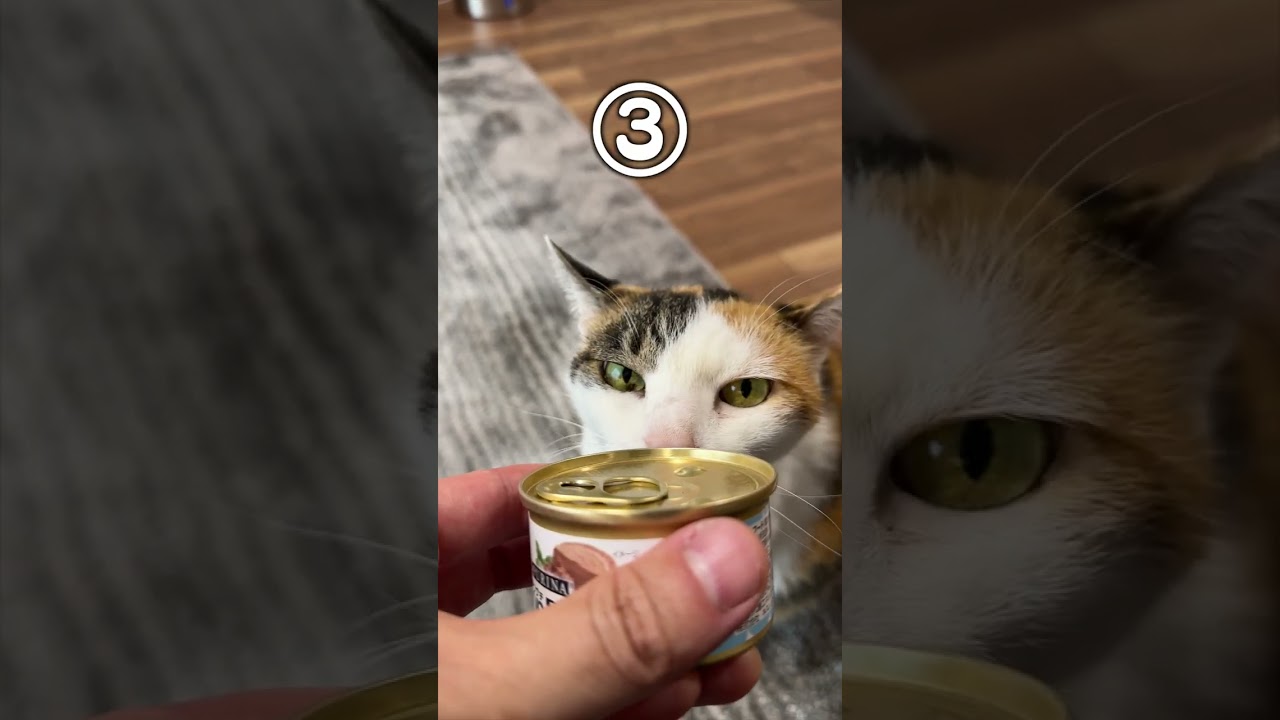 「猫が飼い主に対して思ってそうな事４選」猫あるあるソング