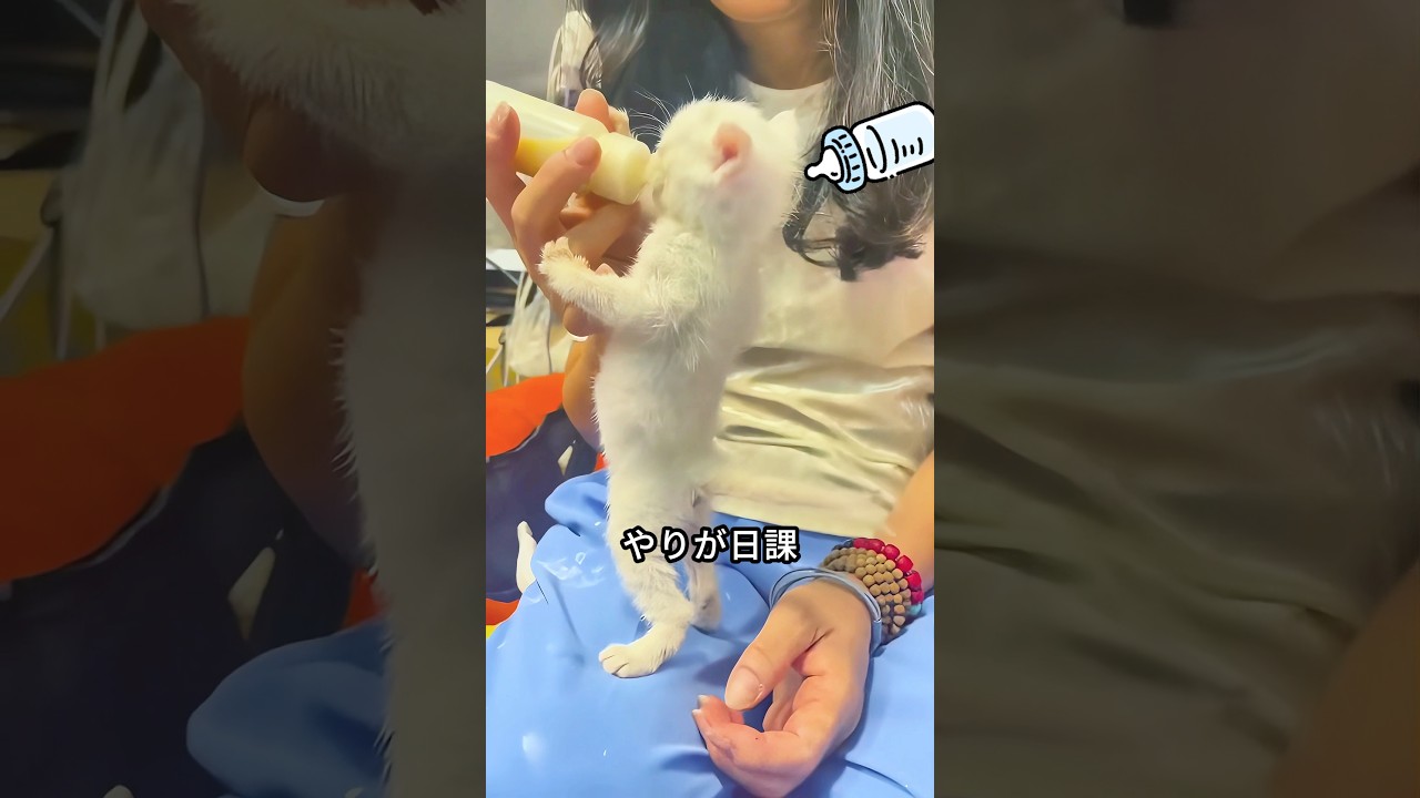 この家族は母猫に捨てられた野良の子猫たちを引き取りました #shorts #shortvideo #short