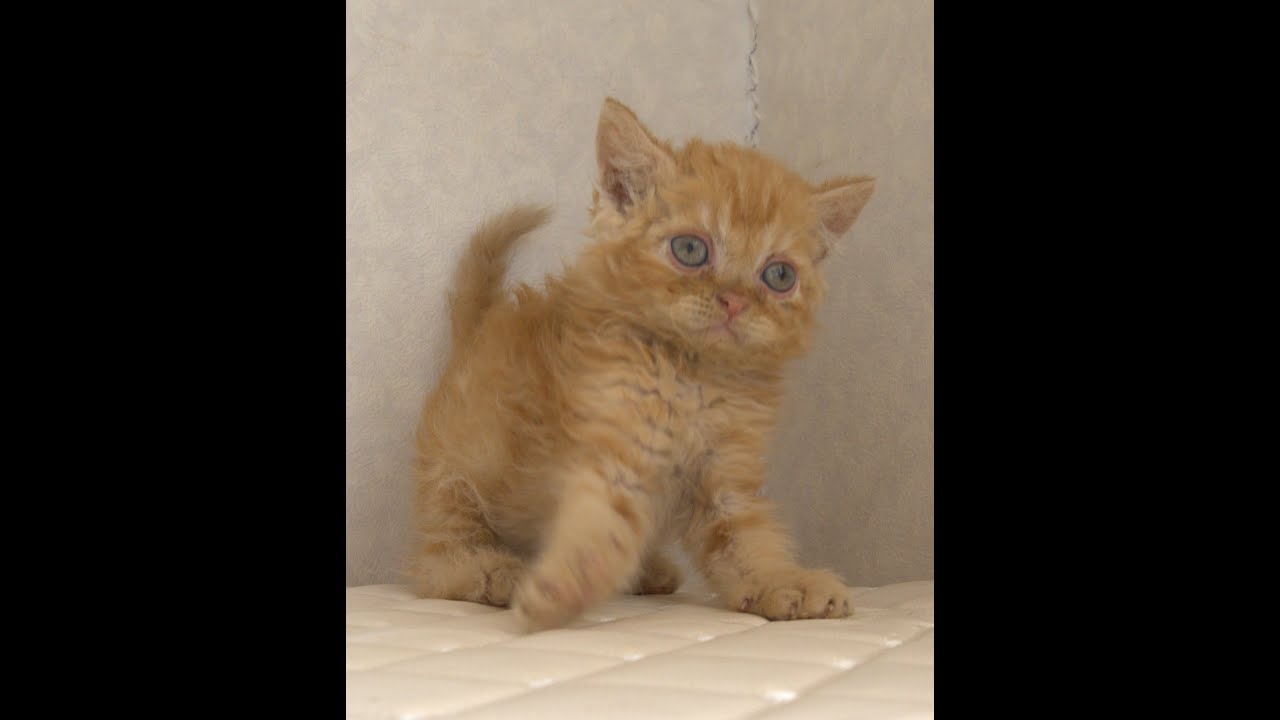 セルカークレックス子猫　Selkirk Rex　2025.5.28産まれ　レッドタビー　巻き毛　セミロング　男の子　シーダキャット猫のお店