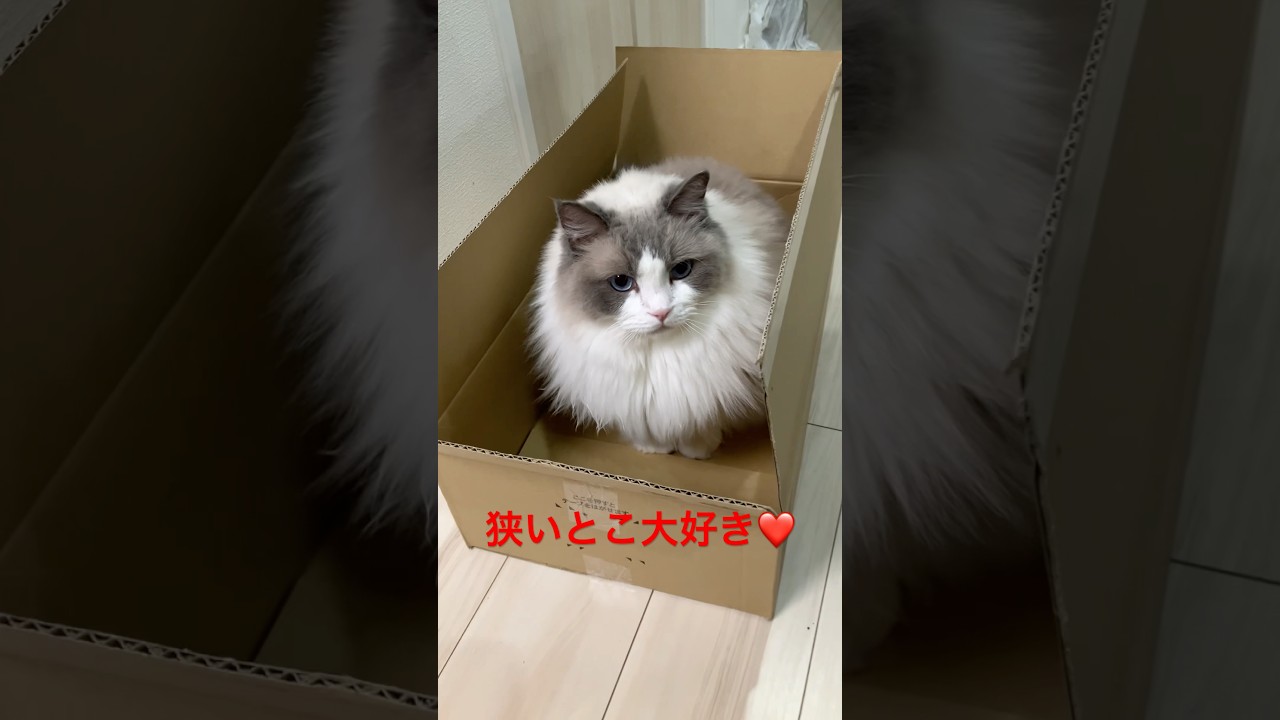 狭いとこ大好きな捨て猫風マルちゃん　#ラグドール #cat #猫のいる暮らし #ragdollparcore #cats