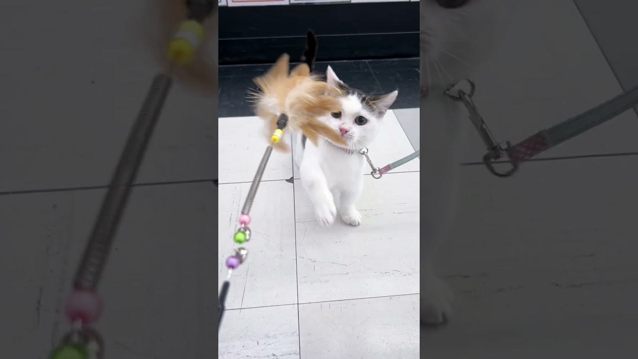 短い足で一生懸命猫じゃらしを捕まえるマンチカン！ #子ネコ #cute #cat #kitten #短足猫
