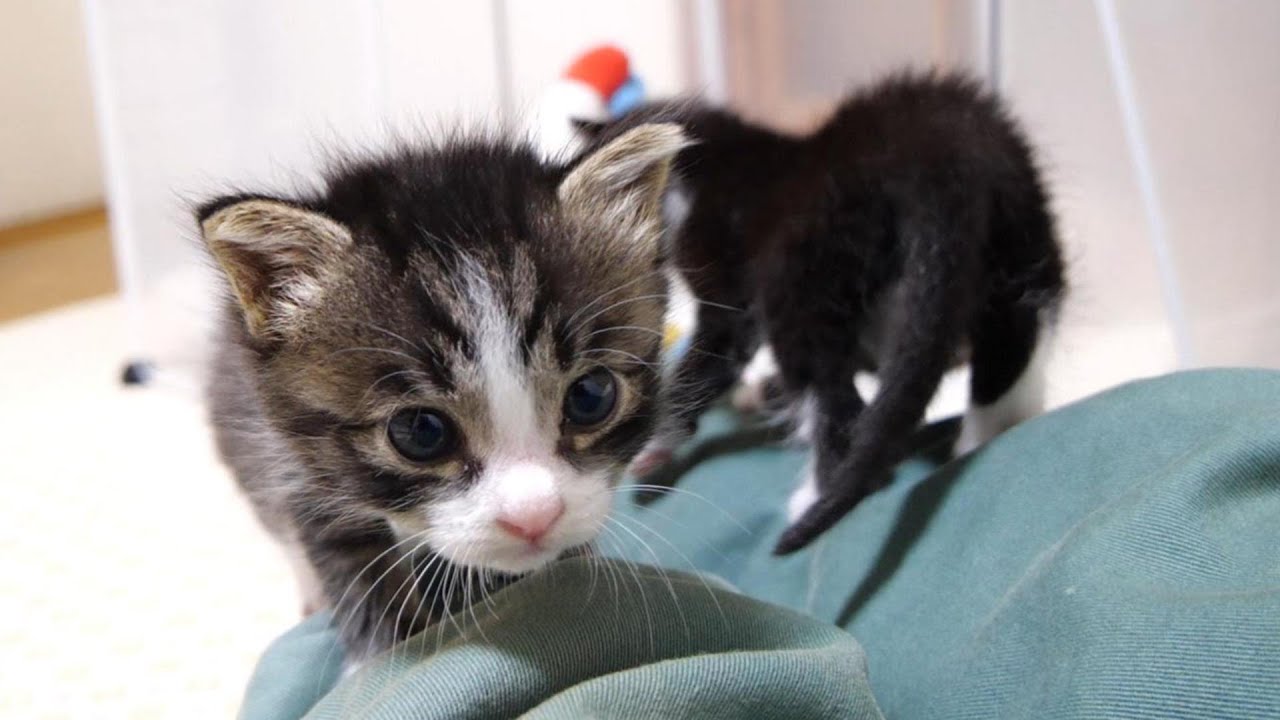 ミルクのお礼に子猫が、添い寝にやって来る？【赤ちゃん猫　保護猫】