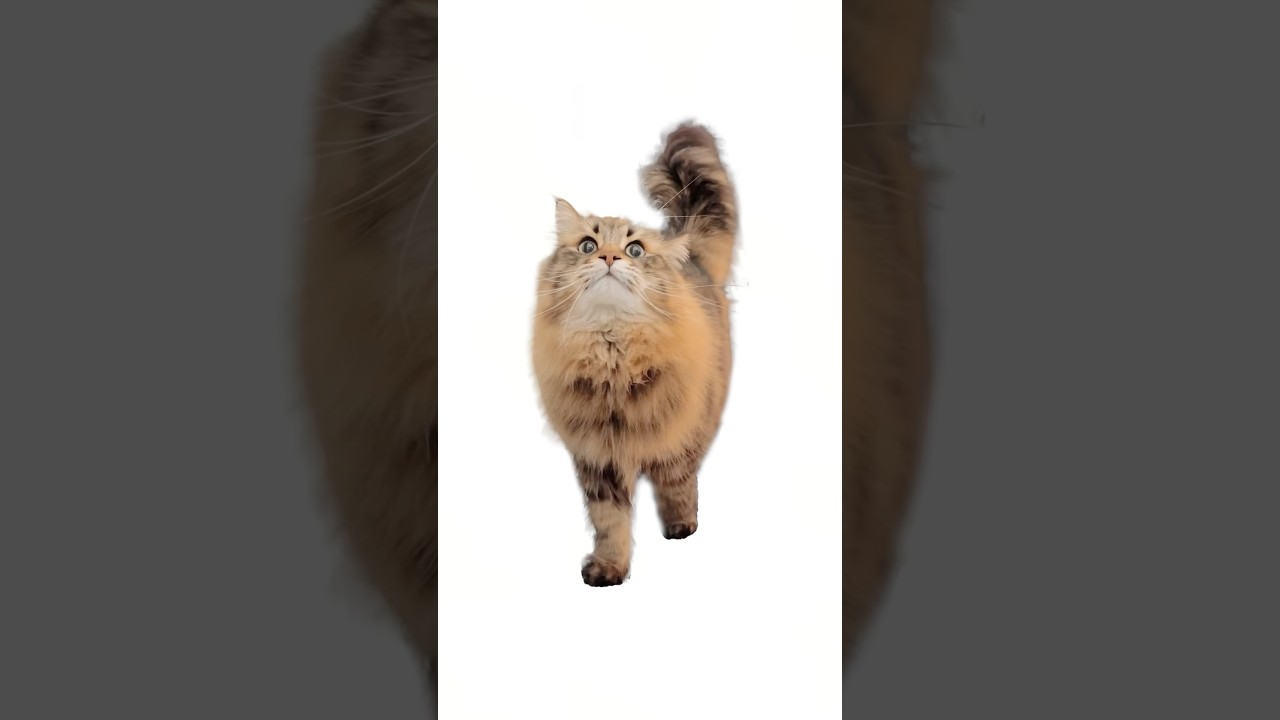 ベェ！😜#猫 #サイベリアン #ヤマネコ #CatMemeSeries