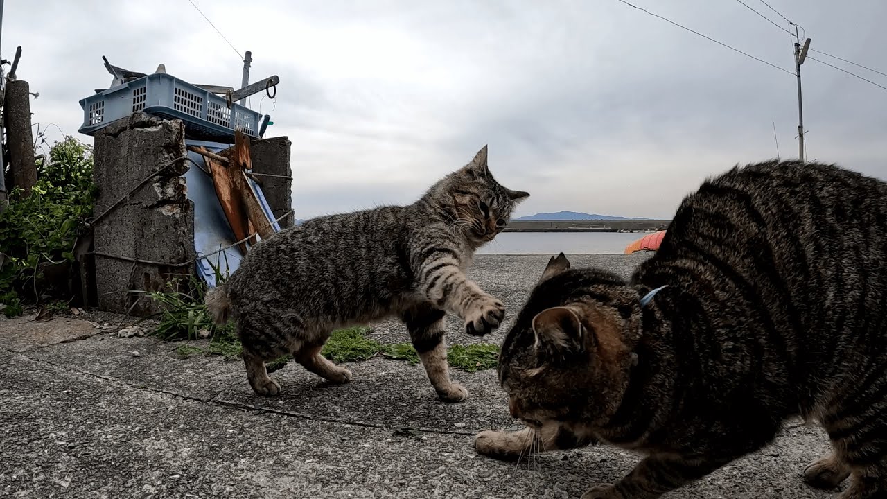 湯島　岩合さんの世界ネコ歩きに出演したシャム猫そらちゃんのお宅を訪れたら、仲良しのキジトラ兄弟猫達が温かく迎えてくれた