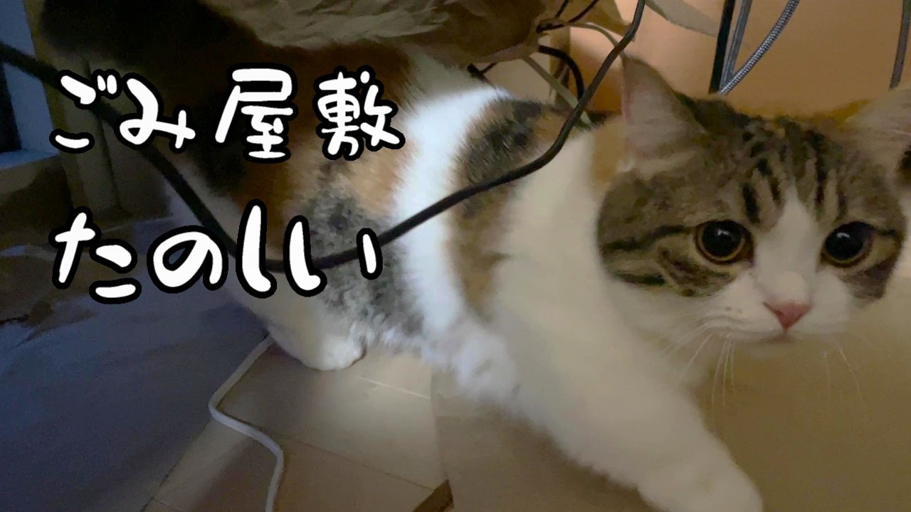 エアコン掃除したら猫が楽しそうで可愛い