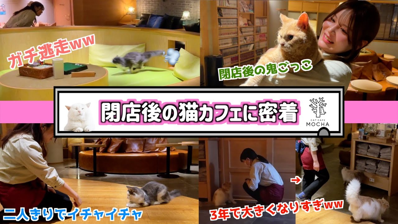 お客さんが知らない閉店後、猫カフェの秘密。