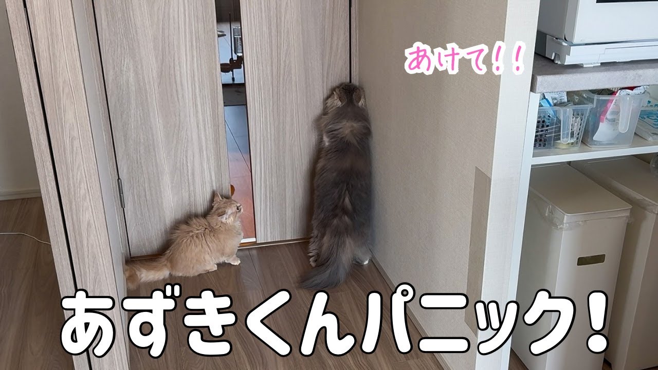 ここから出せにゃ！部屋の窓を開けたら外が苦手なあずきがパニックに！