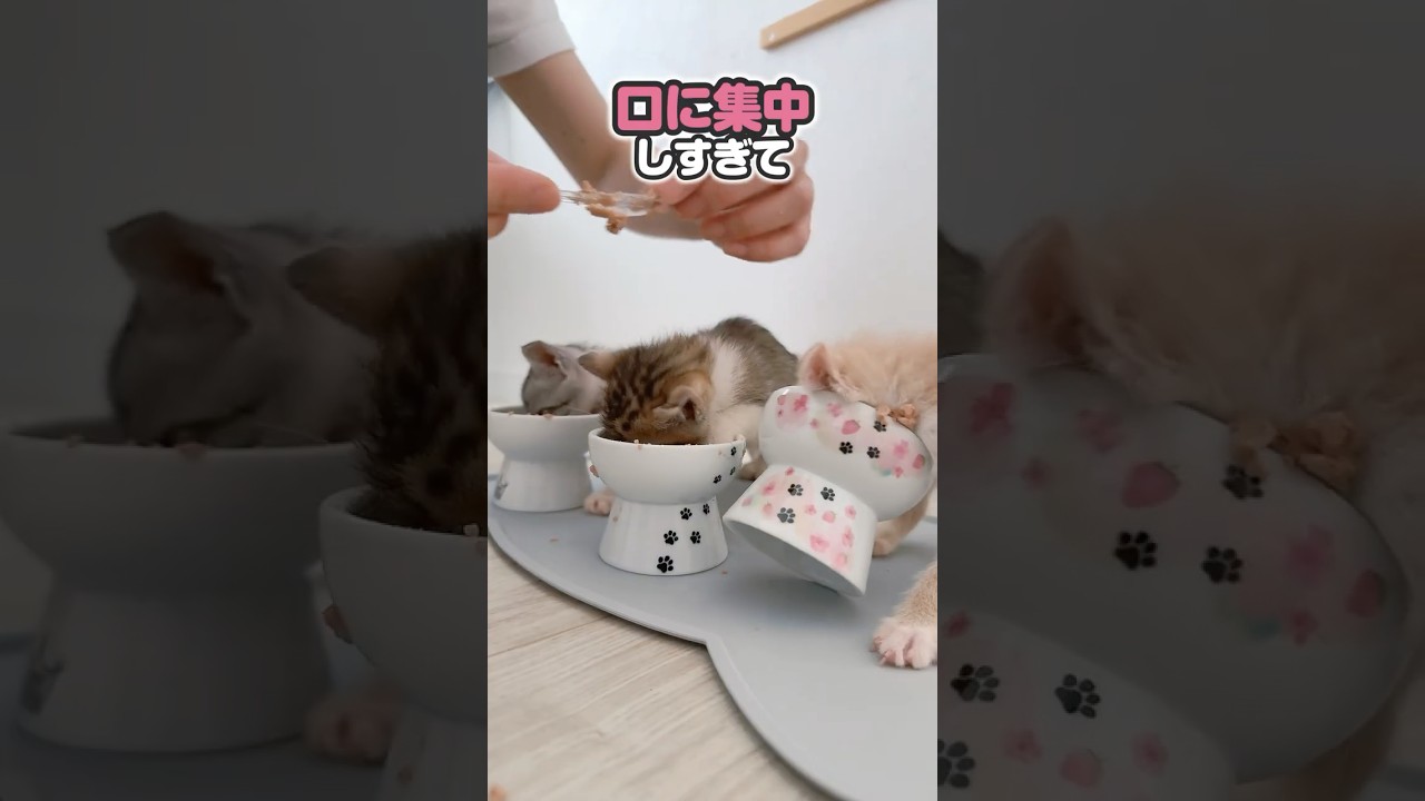 【子猫】全身全霊でガツガツ離乳食を食べる姿がかわいすぎる。ついて来られたらもう虜です【保護猫生活】