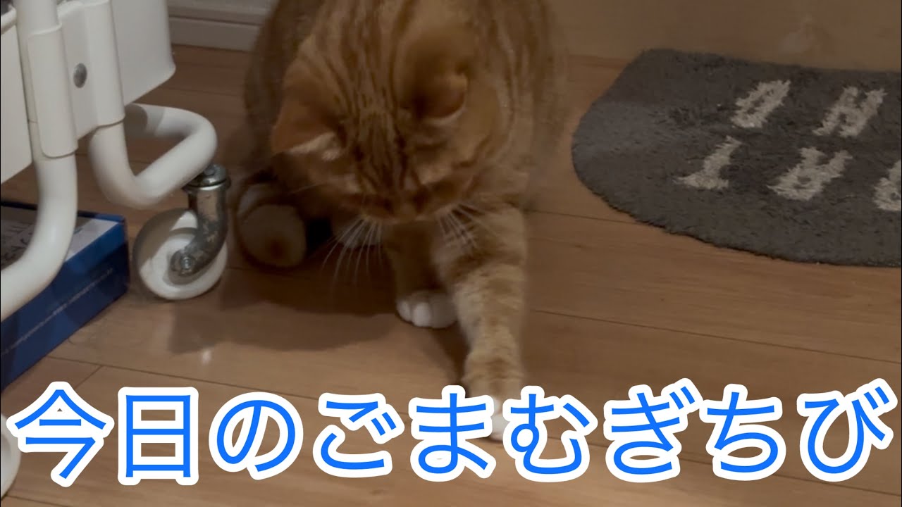 今日のごまむぎちび🐱
