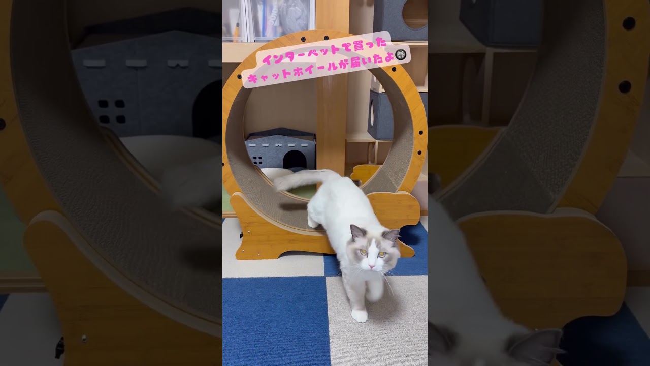 キャットホイール遊ぶ？🐈 #いっぺいdialy #ラグドール #猫のいる暮らし #猫好きさんと繋がりたい #キャットホイール