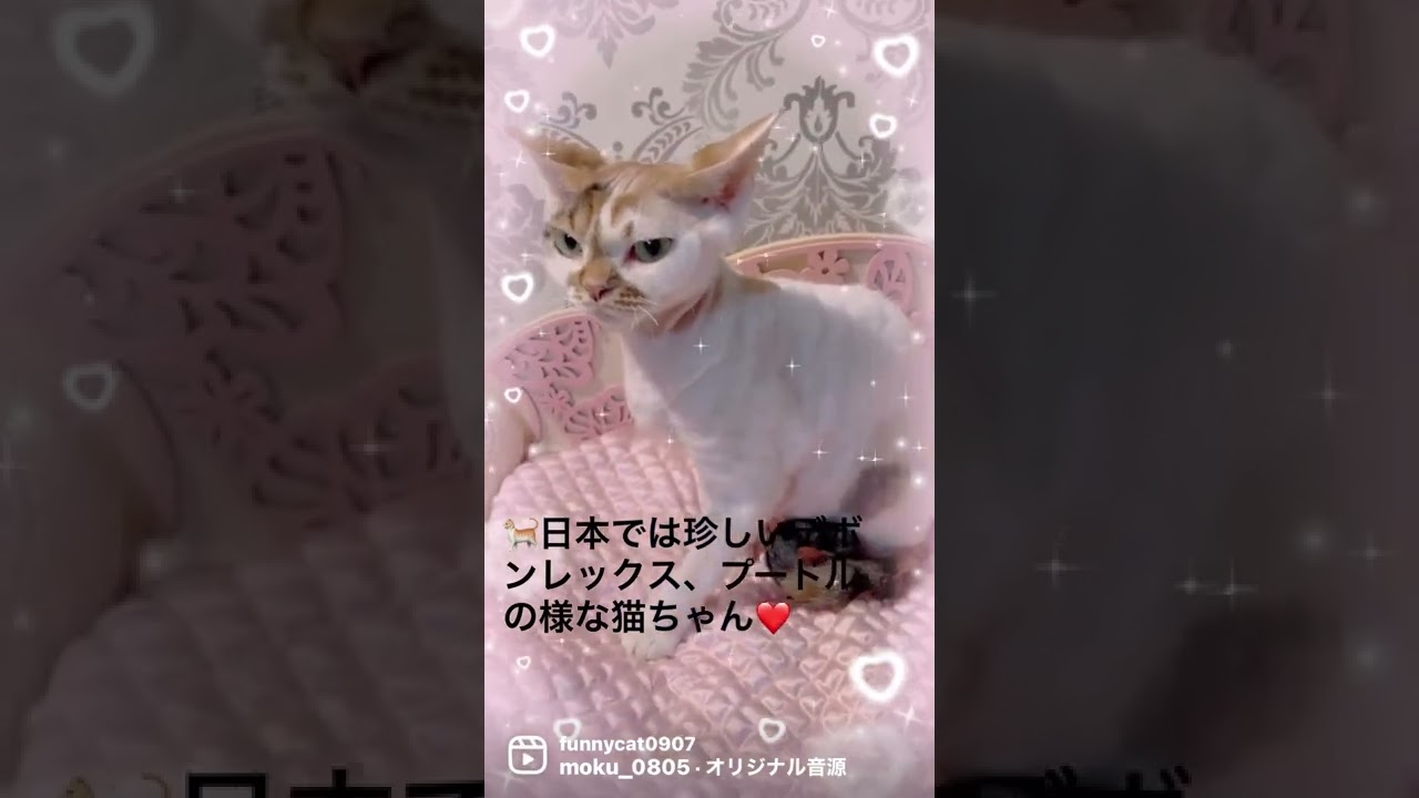 ❤️珍しい猫❤️＃デボンレックス#Devon Rex#cat #catlife #猫 #ねこ #猫好き #子猫 #貓