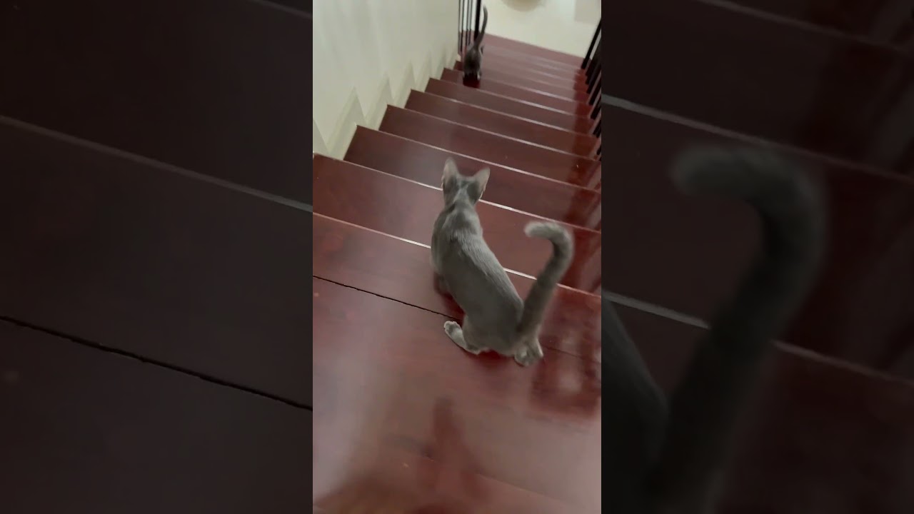Cat walk.. literally 😼  #cat #cutecats #cute #cutepets #funny #catvideos #koratcat