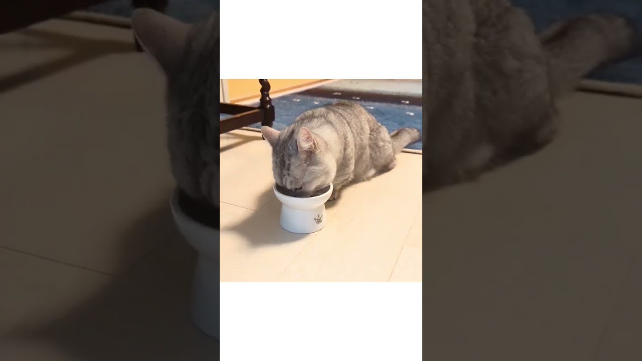 【ぽっちゃん家】小太朗くん　vol.21　#猫 #cat #funny #shorts