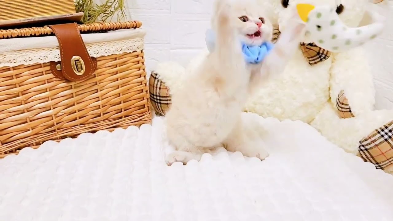 ペットショップ犬の家近江八幡店「189753」「スコティッシュフォールド」