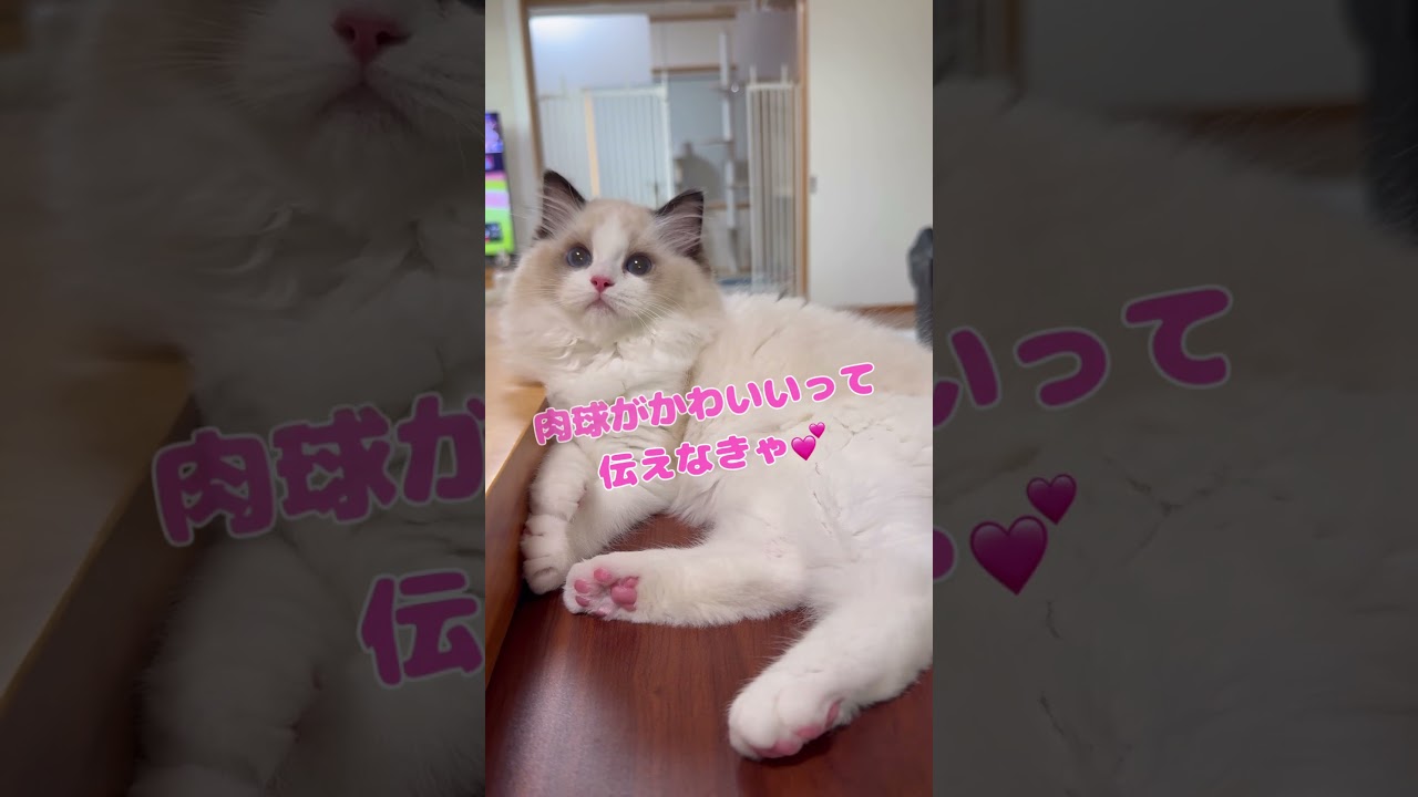 ニャッホニャッホの歌🐈　#いっぺいdialy #ラグドール #猫のいる暮らし #猫好きさんと繋がりたい #ニャッホニャッホ