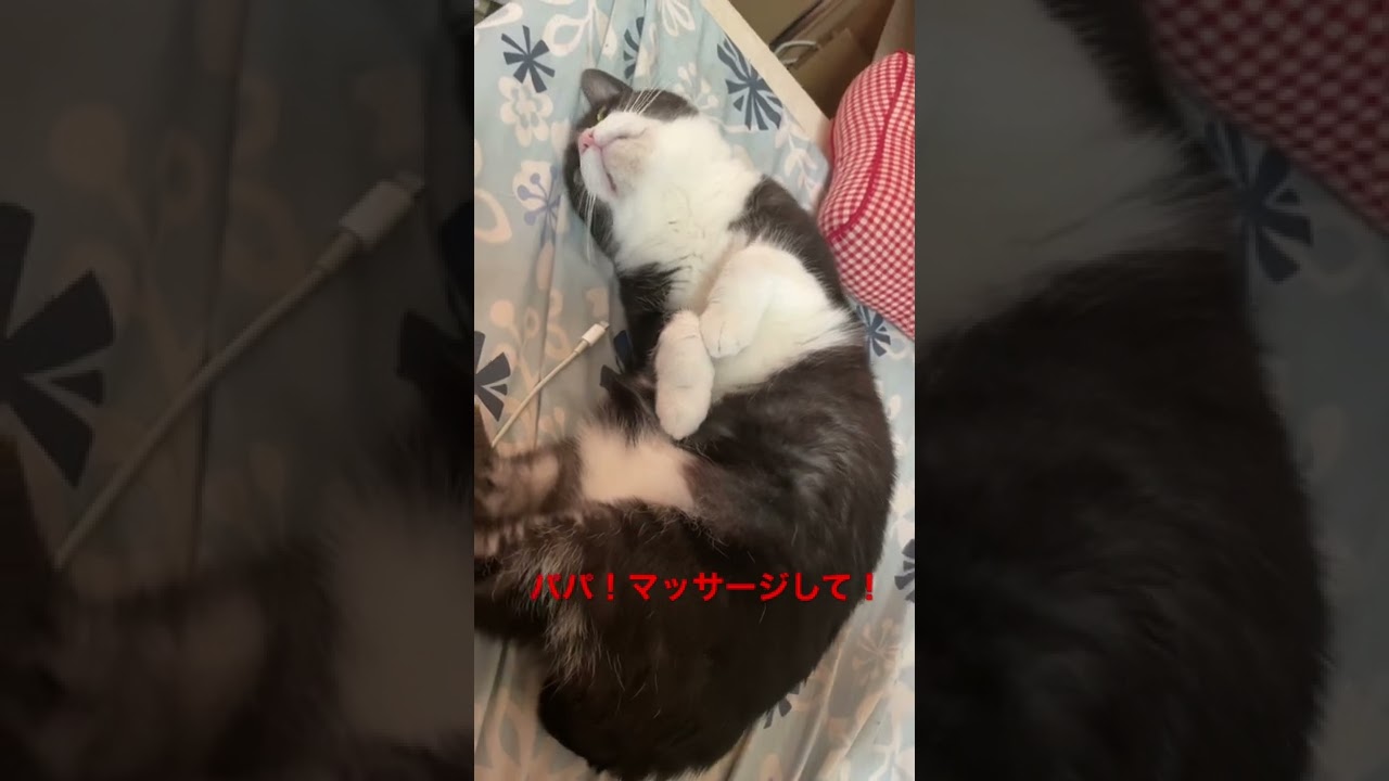 ジャパニーズボブテイル  のランちゃん