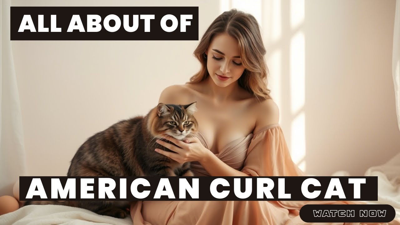 You know about  American Curl Cat ? Watch this #petcare #cutecat #cute #catlovers #petlover  🥰😘😍