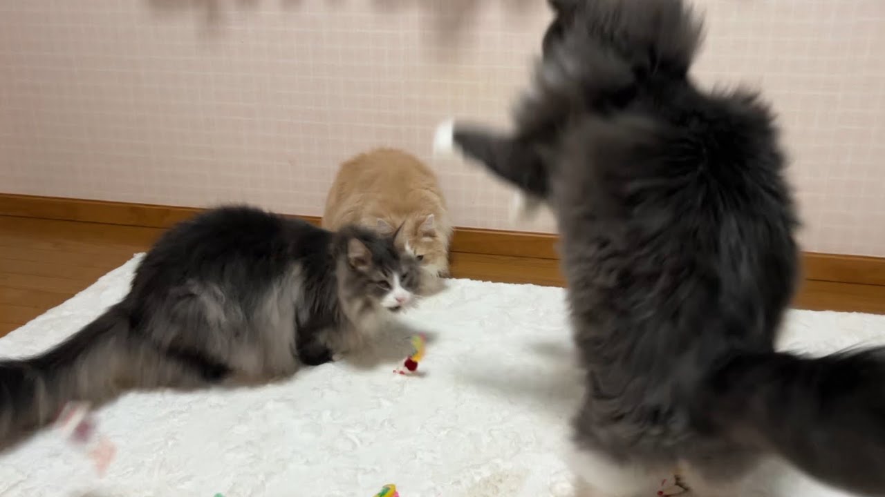 【元気🔥】遊ぶの大好きな、賑やかなもふ猫たち♡ノルウェージャンフォレストキャットとターキッシュアンゴラ
