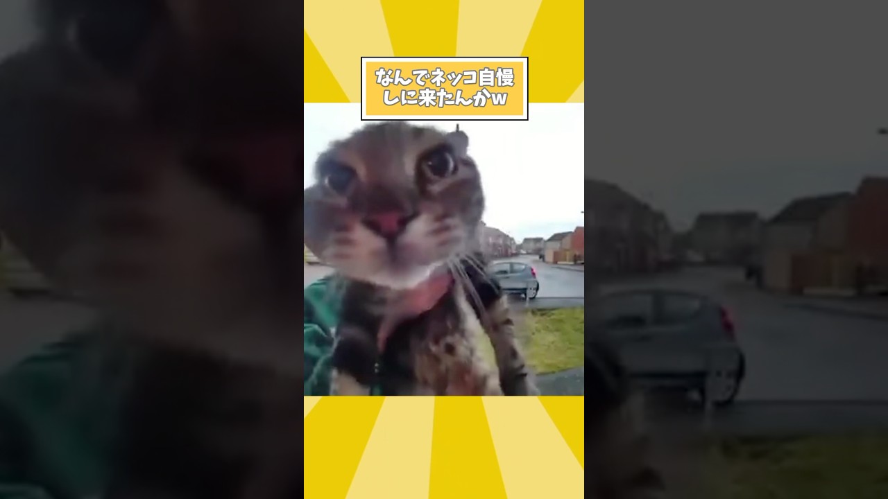 ネコさんの動画見て笑ったら寝ろwwwwwww