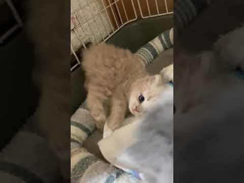 スコティッシュフォールド クリーム（ロング）の男の子♪